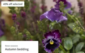 Crocus catalogue in Melton Mowbray | Autumn Bedding | 2025-10-08T00:00:00.000Z - 2025-10-24T00:00:00.000Z