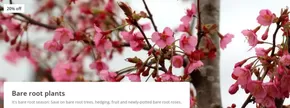 Crocus catalogue in Melton Mowbray | Bare Root Plants | 2025-10-08T00:00:00.000Z - 2025-10-20T00:00:00.000Z