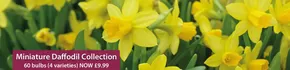 Thompson & Morgan catalogue in Sturry | Minimature Daffodil Collection | 2025-10-15T00:00:00.000Z - 2025-10-26T00:00:00.000Z