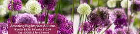 Thompson & Morgan catalogue | Amazing Big Imact Alliums | 2025-10-30T00:00:00.000Z - 2025-11-01T00:00:00.000Z