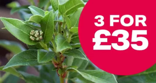 Webbs catalogue in Penkridge | 3 For £35 | 2025-12-31T00:00:00.000Z - 2026-01-21T00:00:00.000Z