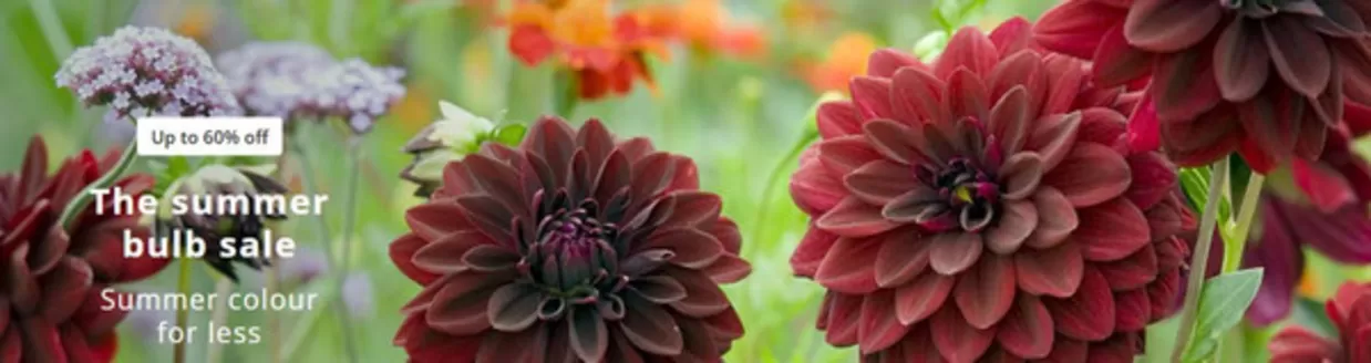 Crocus catalogue in Salisbury | The Summer Bulb Sale | 2026-03-18T00:00:00.000Z - 2026-03-31T00:00:00.000Z