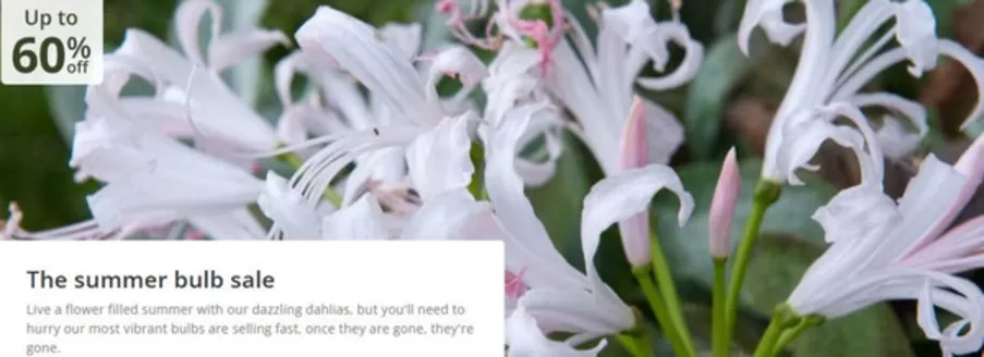 Crocus catalogue in Ellesmere Port | Up To 60% Off ` | 2026-04-03T00:00:00.000Z - 2026-04-20T00:00:00.000Z