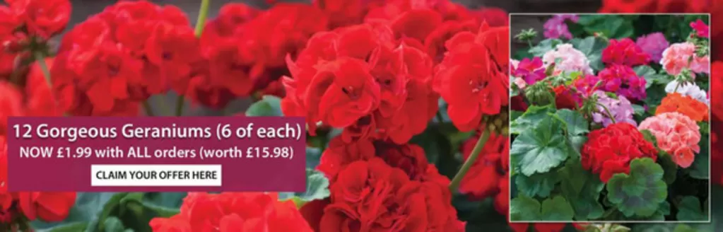 Thompson & Morgan catalogue in Brighton | 12 Gorgeous Geraniums | 2026-04-21T00:00:00.000Z - 2026-04-27T00:00:00.000Z