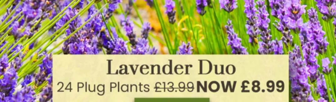 Dobbies Garden Centre catalogue in Doncaster | Lavender Duo` | 2026-05-14T00:00:00.000Z - 2026-05-27T00:00:00.000Z