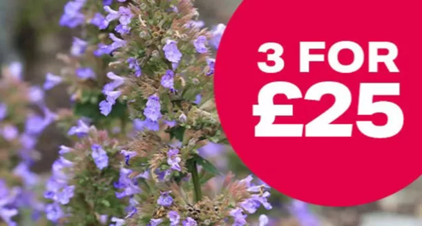 Webbs catalogue | 3 For £25 | 2026-07-09T00:00:00.000Z - 2026-07-30T00:00:00.000Z