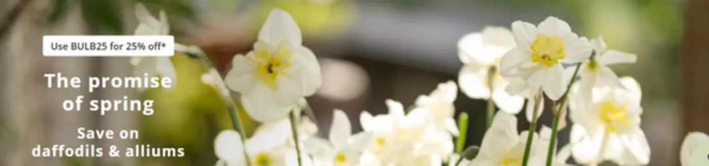 Crocus catalogue in Saffron Walden | The Promise Of Spring Save In Daffodils & Alliums | 2026-10-02T00:00:00.000Z - 2026-10-22T00:00:00.000Z