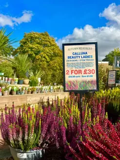 Frosts Garden Centres catalogue in Buckhaven | Calluna Beauty Ladies | 2026-10-09T00:00:00.000Z - 2026-10-25T00:00:00.000Z
