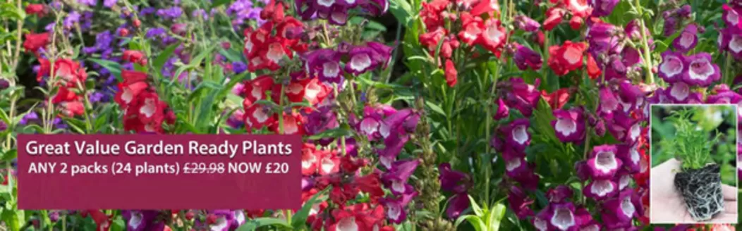 Thompson & Morgan catalogue in Smethwick | Great Value Garden Ready Plants | 2026-10-13T00:00:00.000Z - 2026-11-14T00:00:00.000Z