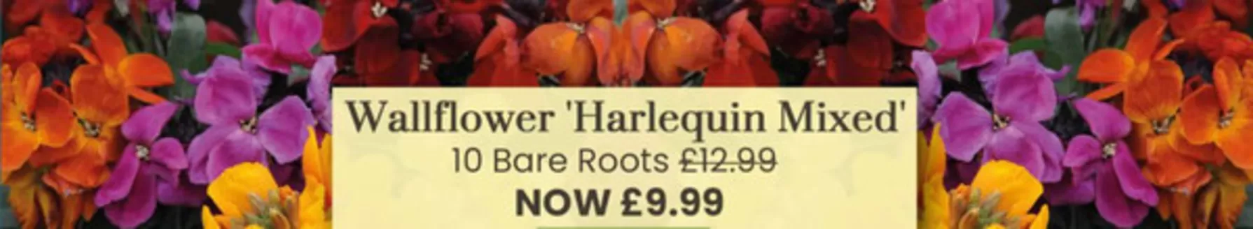 Dobbies Garden Centre catalogue | Wallflower Harlequin Mixed | 2026-10-27T00:00:00.000Z - 2026-11-02T00:00:00.000Z