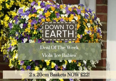 Dobbies Garden Centre catalogue | Down To Earth! | 2026-10-27T00:00:00.000Z - 2026-11-12T00:00:00.000Z