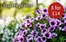 Notcutts Garden Centre catalogue | Starter Plants | 2026-02-19T00:00:00.000Z - 2026-02-28T00:00:00.000Z