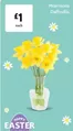 Morrisons catalogue in Canterbury | Morissons Daffodils | 2026-03-03T00:00:00.000Z - 2026-03-19T00:00:00.000Z