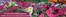 Thompson & Morgan catalogue in Shipton Bellinger | 24 Annual Bedding Plants | 2026-04-27T00:00:00.000Z - 2026-05-01T00:00:00.000Z