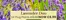 Dobbies Garden Centre catalogue in Doncaster | Lavender Duo` | 2026-05-14T00:00:00.000Z - 2026-05-27T00:00:00.000Z