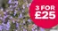 Webbs catalogue | 3 For £25 | 2026-07-09T00:00:00.000Z - 2026-07-30T00:00:00.000Z