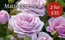 Notcutts Garden Centre catalogue in Widnes | Mttocks Roses | 2026-08-05T00:00:00.000Z - 2026-08-24T00:00:00.000Z