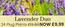 Dobbies Garden Centre catalogue in Widnes | Lavender Duo* | 2026-08-05T00:00:00.000Z - 2026-08-16T00:00:00.000Z