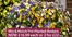 Thompson & Morgan catalogue in Whitefield | Mix And Match | 2026-08-20T00:00:00.000Z - 2026-09-03T00:00:00.000Z
