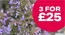 Webbs catalogue in Whitefield | 3 For £25 | 2026-08-20T00:00:00.000Z - 2026-09-09T00:00:00.000Z
