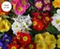 Thompson & Morgan catalogue in Smethwick | From £17.99 | 2026-10-13T00:00:00.000Z - 2026-11-10T00:00:00.000Z