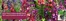 Thompson & Morgan catalogue in Smethwick | Great Value Garden Ready Plants | 2026-10-13T00:00:00.000Z - 2026-11-14T00:00:00.000Z