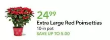 Extra Large Red Poinsettias