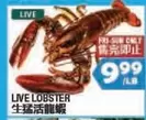 LIVE LOBSTER