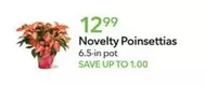Novelty Poinsettias
