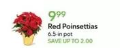 Red Poinsettias