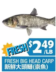 FRESH BIG HEAD CARP