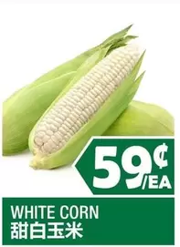 WHITE CORN