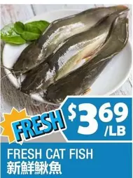 FRESH CAT FISH
