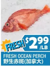 FRESH OCEAN PERCH