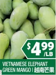 VIETNAMESE ELEPHANT GREEN MANGO | 越南芒果