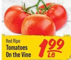 Red Ripe -  Tomatoes On the Vine