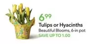Tulips or Hyacinths