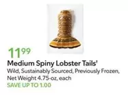 Frozen - Medium Spiny Lobster Tails