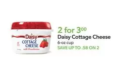 Daisy - Cottage Cheese