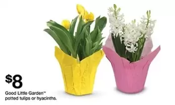 Good Little Garden potted tulips or hyacinths