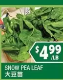 SNOW PEA LEAF