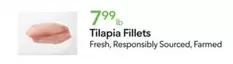 Tilapia Fillets
