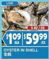 OYSTER IN SHELL