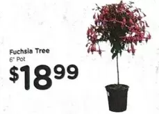 Fuchsia Tree