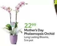Mother's Day Phalaenopsis Orchid