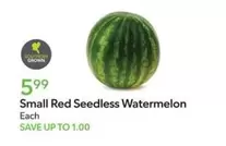 Small Red Seedless Watermelon