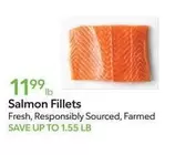 Salmon Fillets