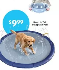Pet - Splash Pad