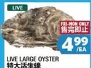 LIVE LARGE OYSTER