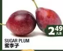 SUGAR PLUM